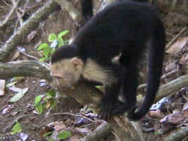 103-0347_AUT.JPG (121224 bytes)